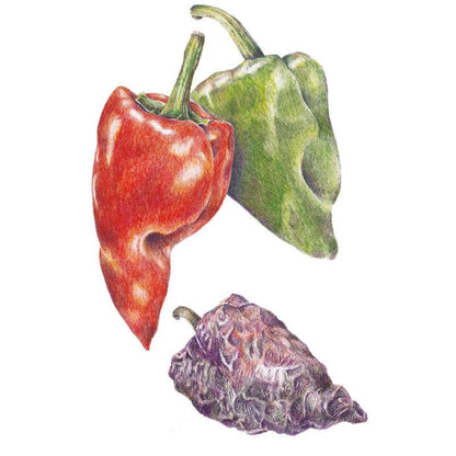 Ancho/Poblano Chile Pepper Seeds