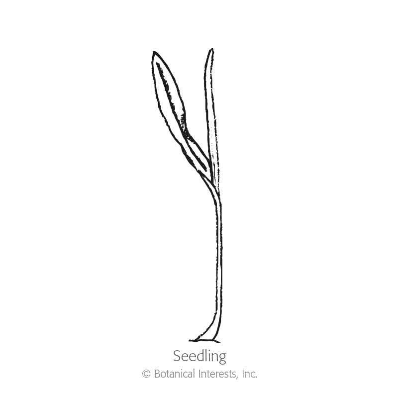Ambrosia Sweet Corn Seeds