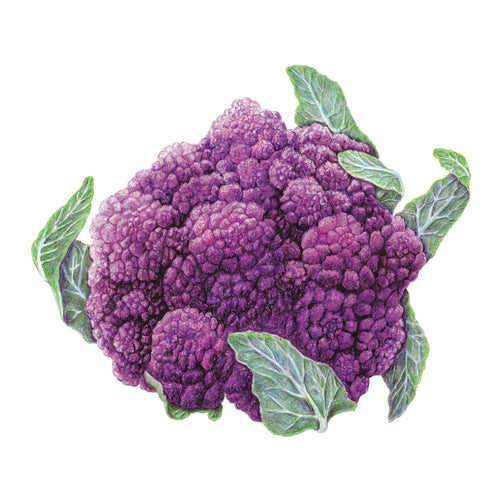 Amethyst Cauliflower Seeds