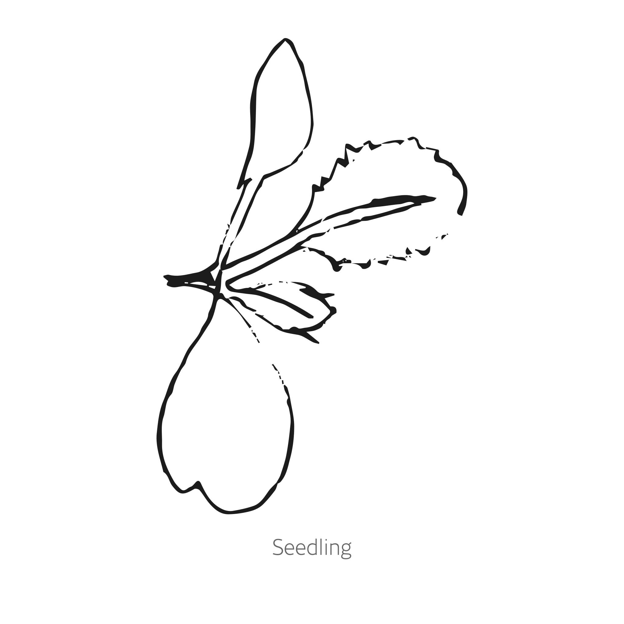 Amethyst Cauliflower Seeds