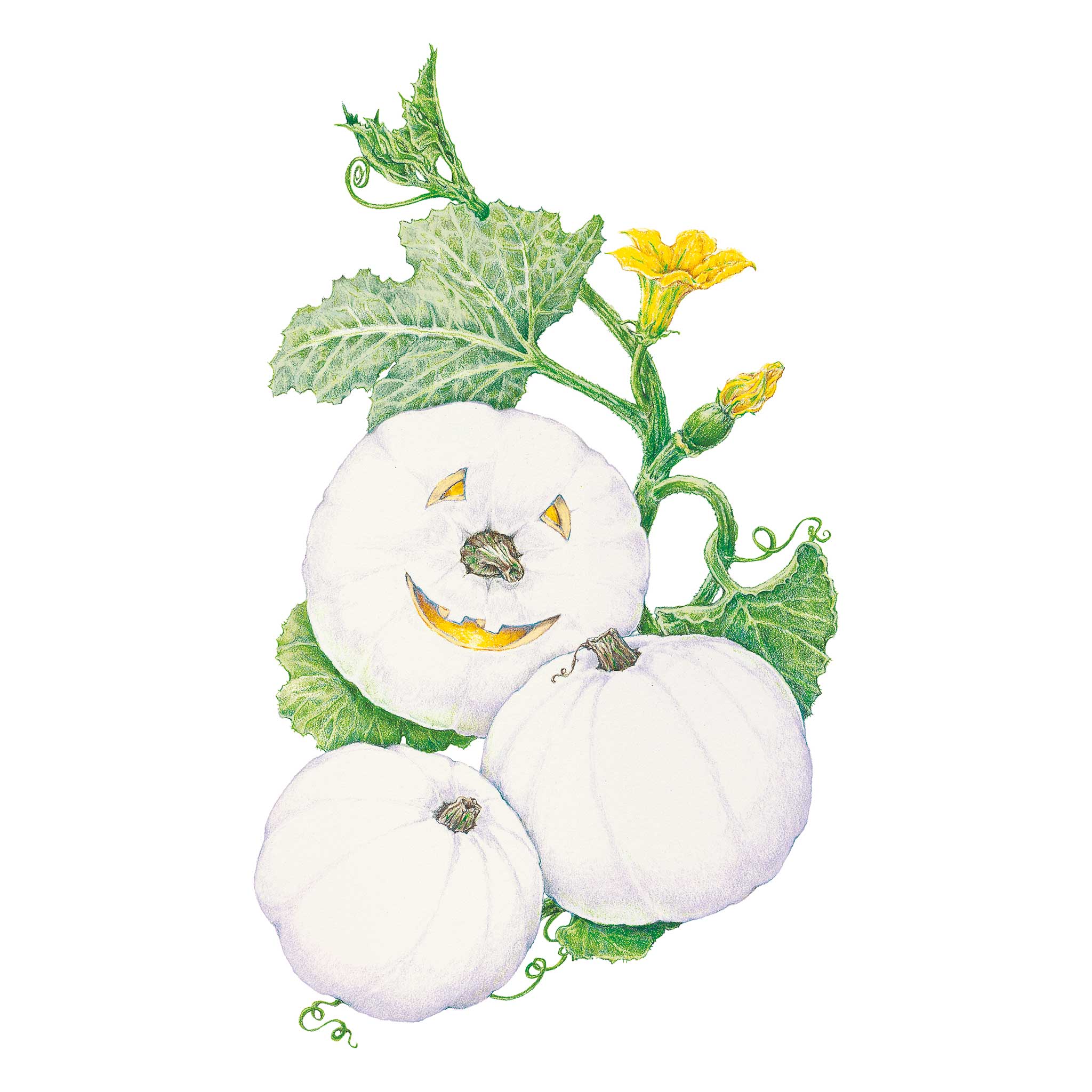 Abominable Pumpkin Seeds
