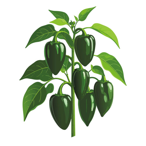 Ancho Ranchero Chile Pepper