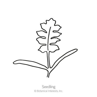 Amazing Grey Corn Poppy Seeds