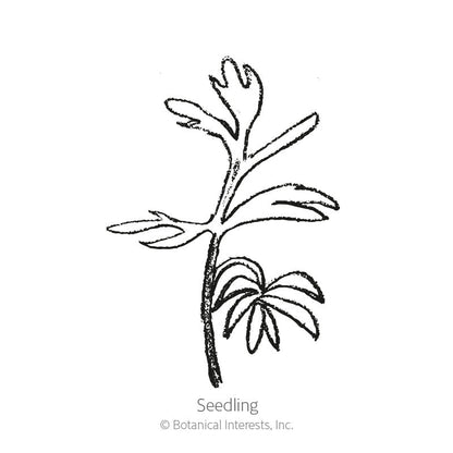African Bride Love-In-A-Mist Seeds