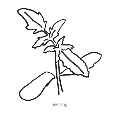 Amish Paste Pole Tomato Seeds