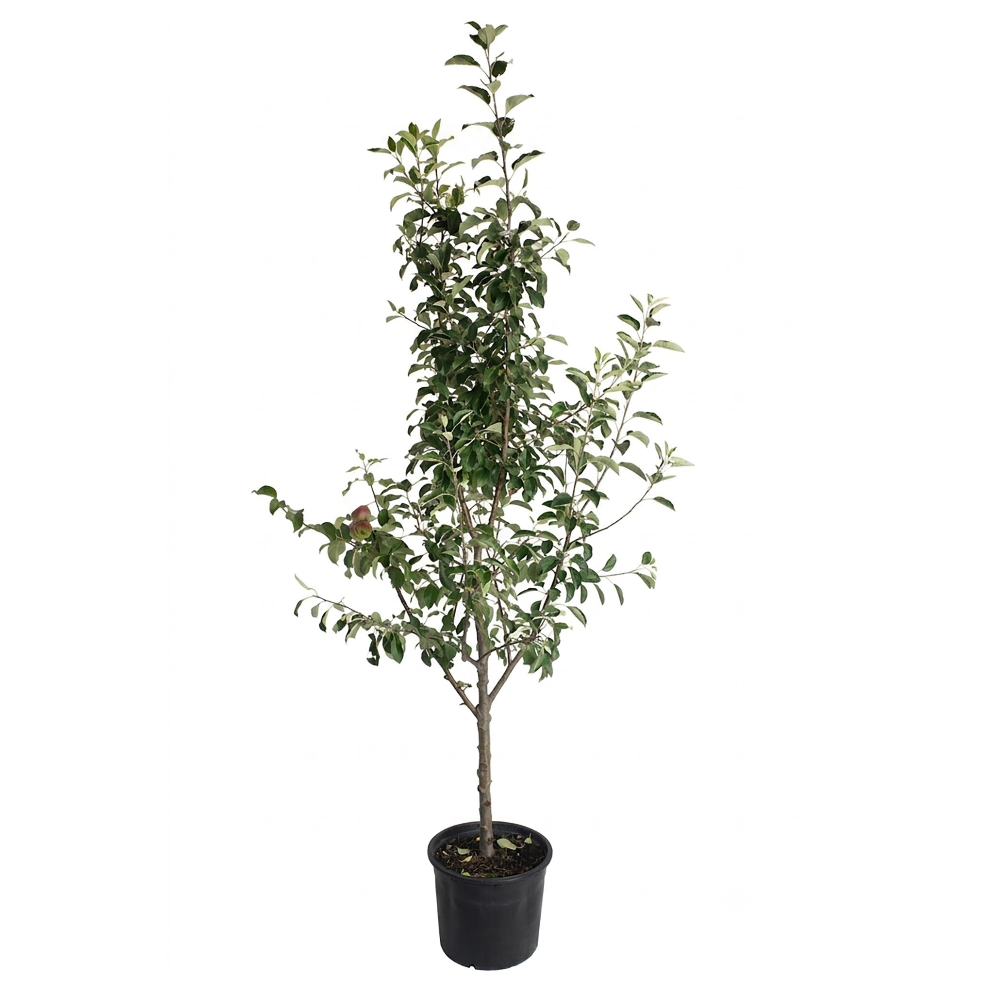 3-in-1 Apple Tree