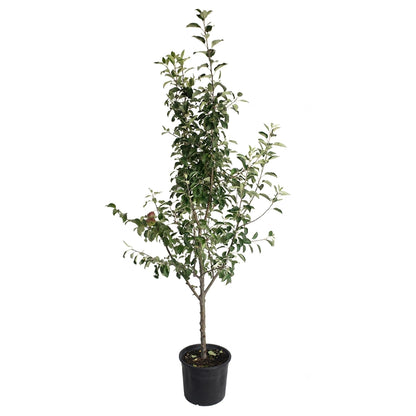 3-in-1 Apple Tree