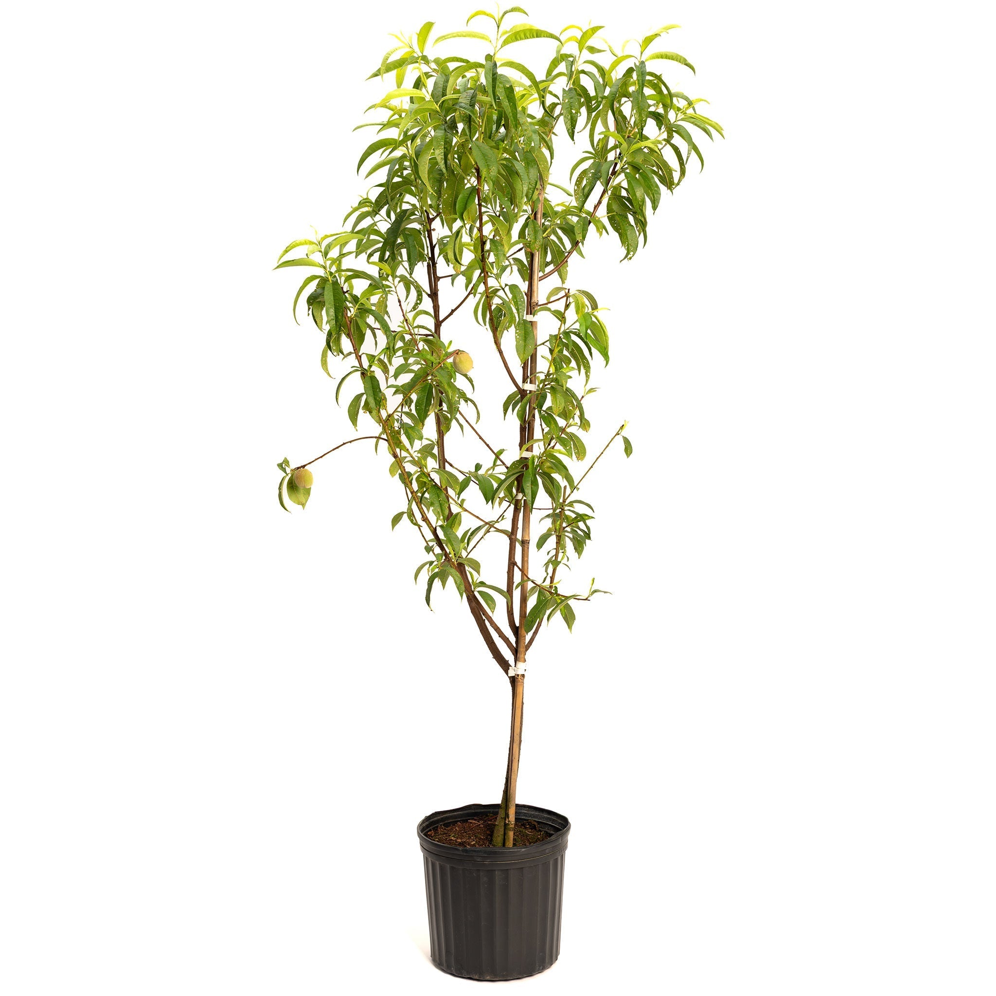 4-in-1 Peach Tree