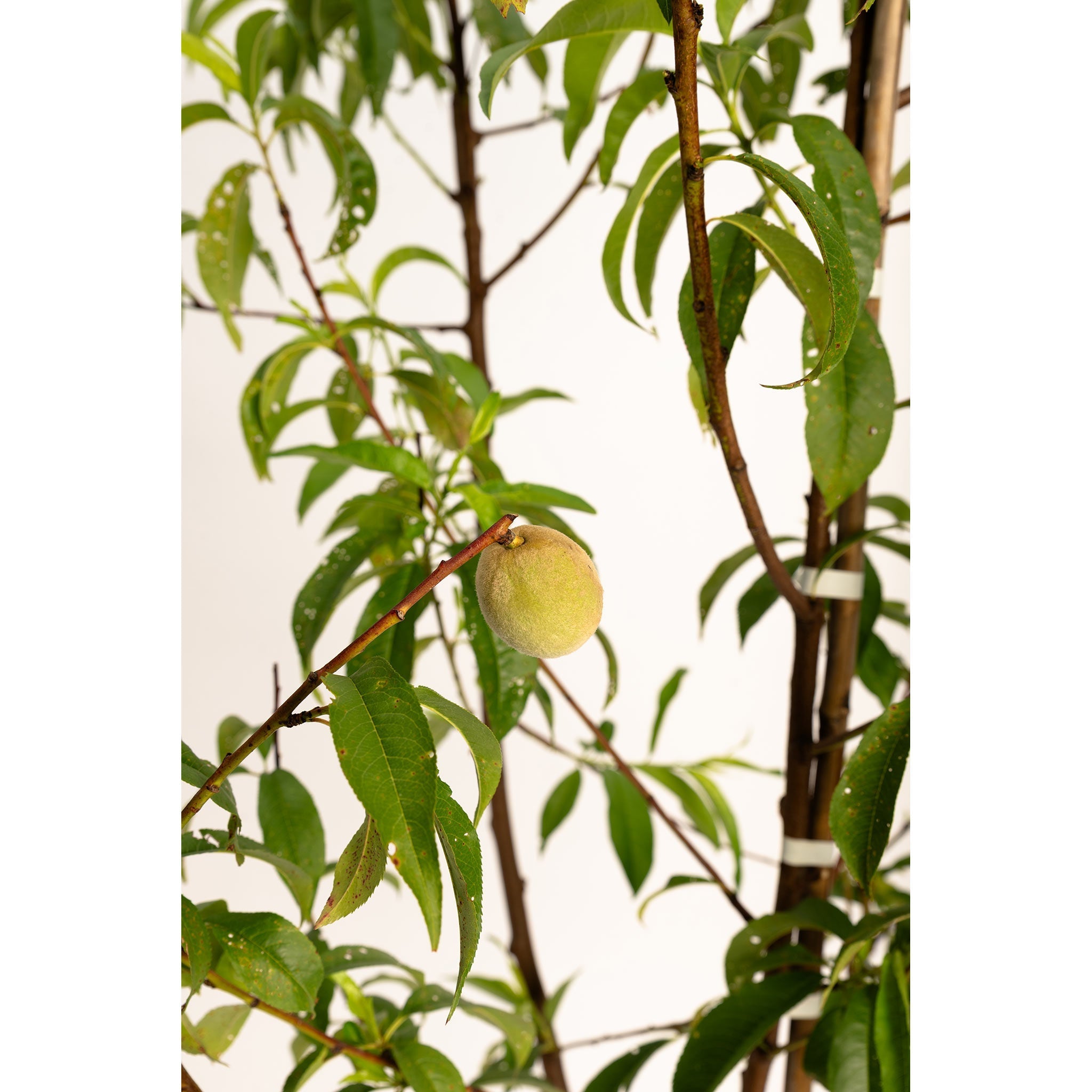 4-in-1 Peach Tree