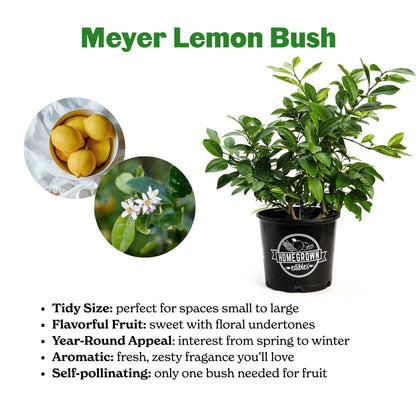 Improved Meyer Lemon Bush