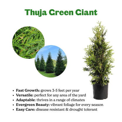 Thuja Green Giant