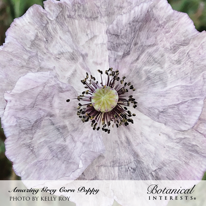 Amazing Grey Corn Poppy Seeds