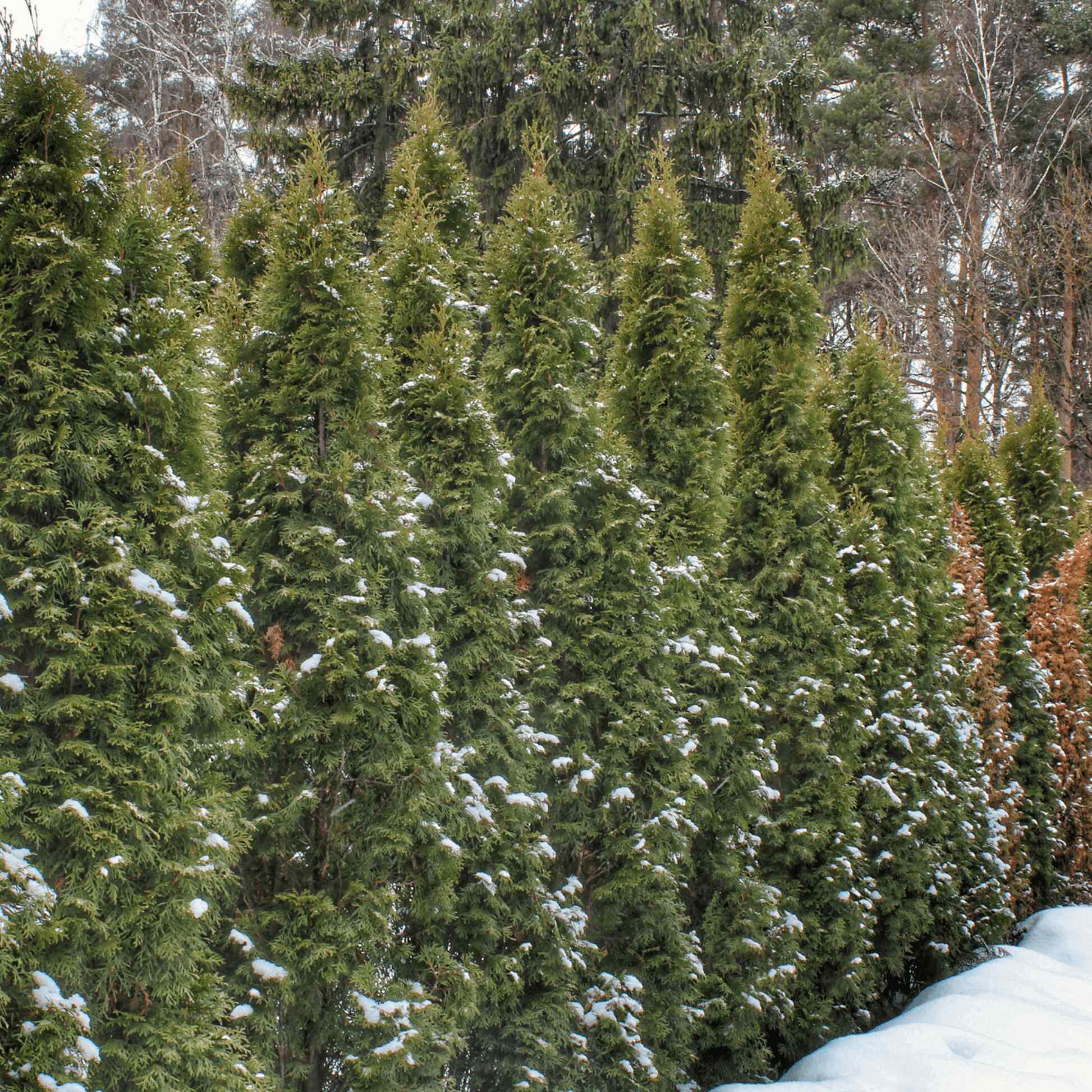 Thuja Green Giant