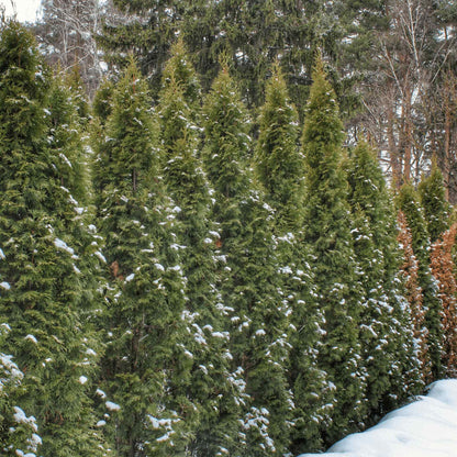 Thuja Green Giant