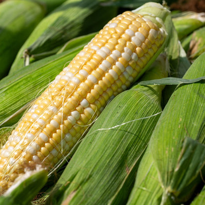 Ambrosia Sweet Corn Seeds